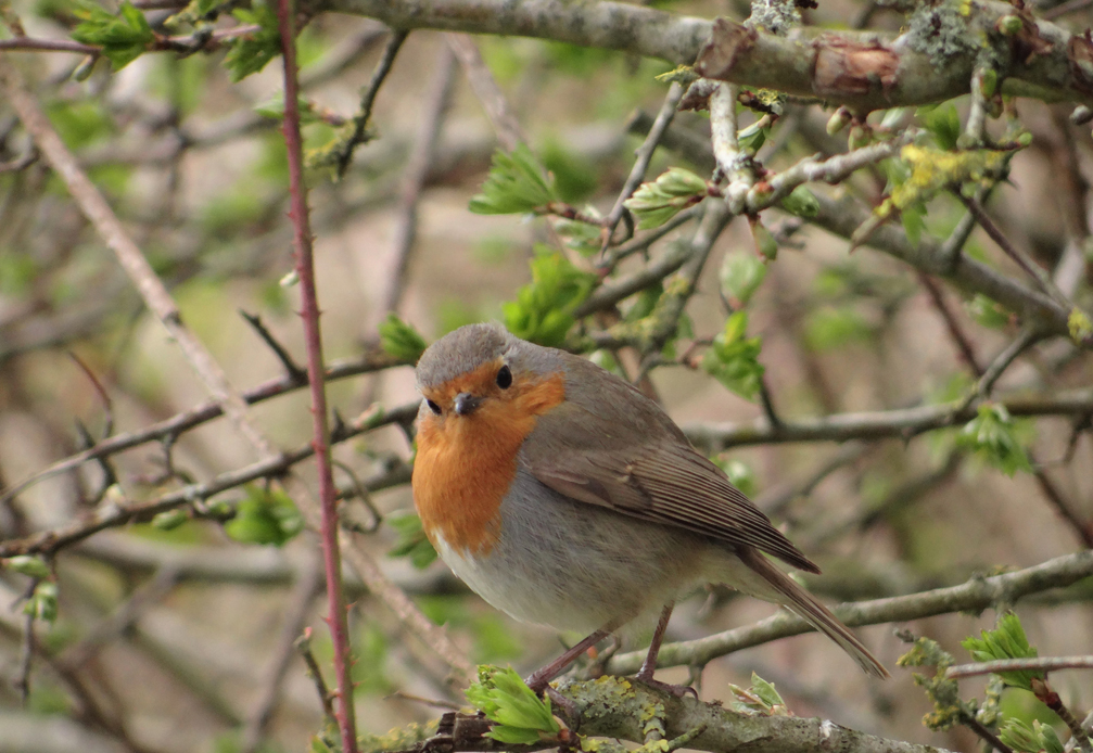 Nature thrives at Tanhurst
