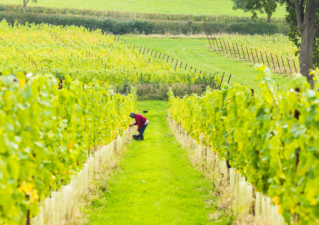 Crafting-our-delicious-wines
