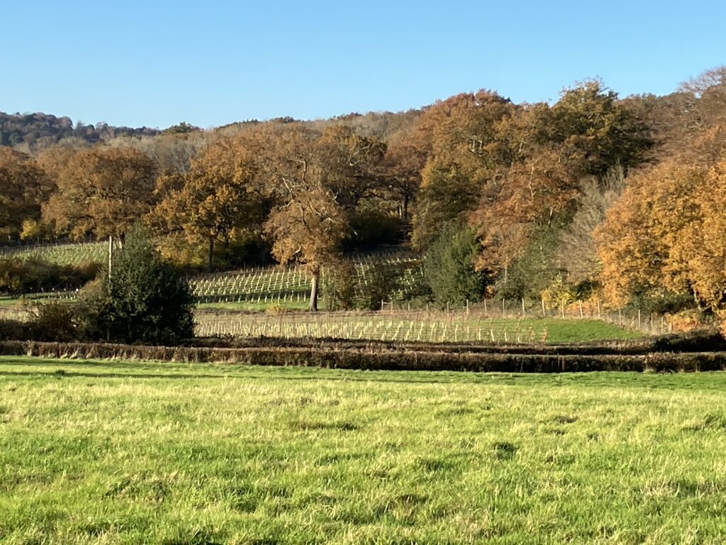 Harvest time at Tanhurst Estate Vineyard