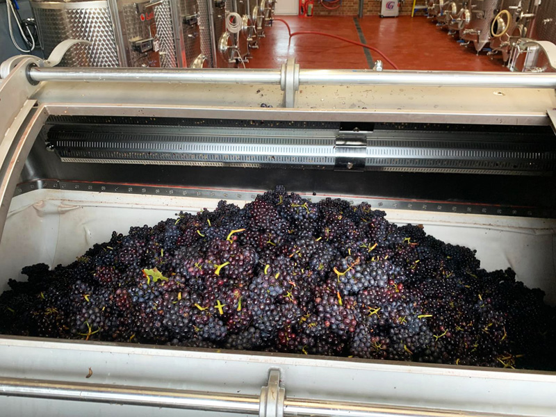 Pressing-the-grapes