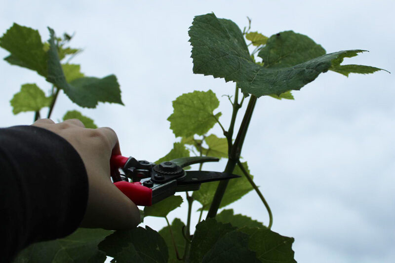 Tanhurst Estate’s first wine tour