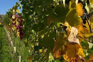 Tanhurst-estate-2025-harvest
