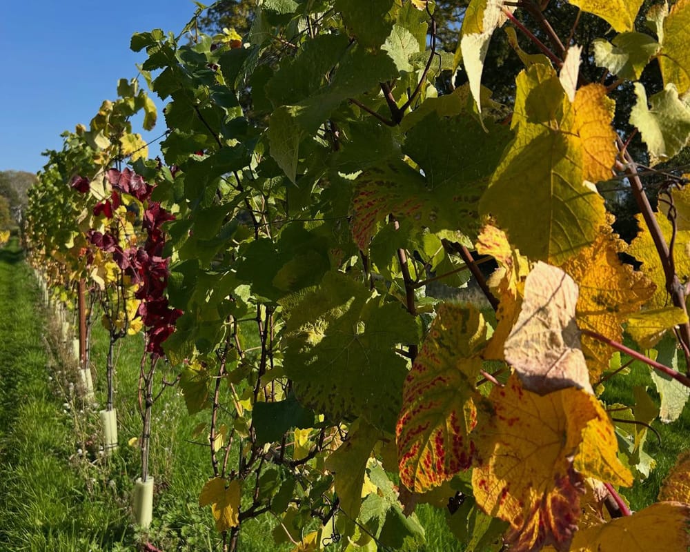 Tanhurst-estate-2025-harvest