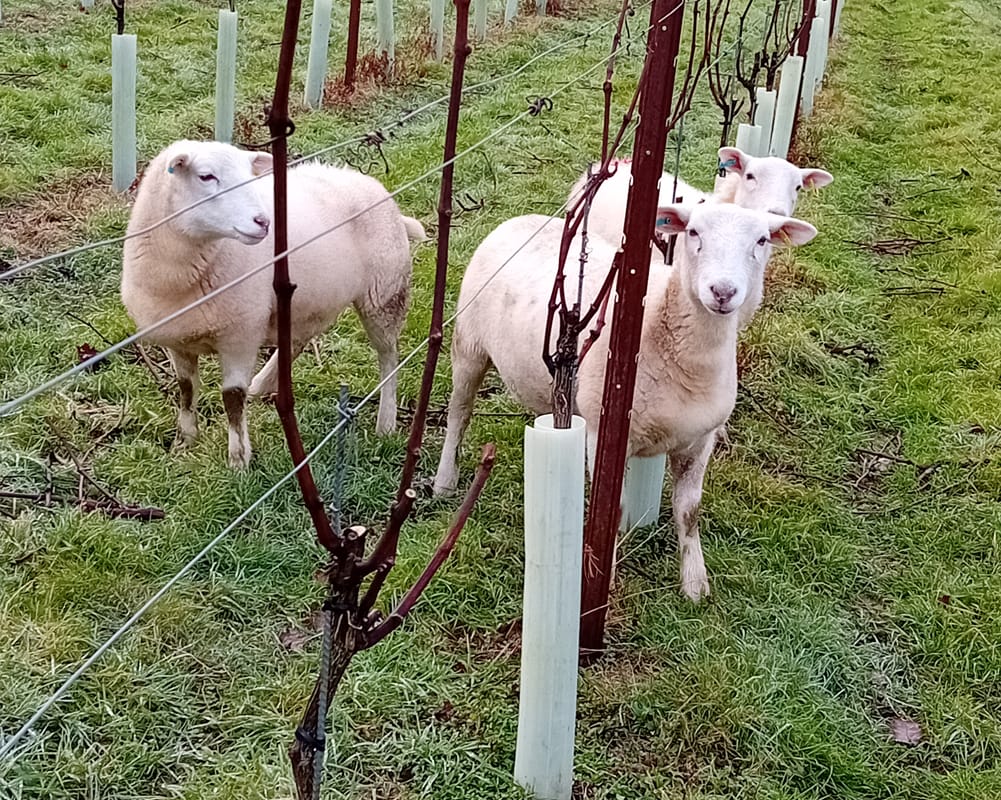 sheep-grazing-in-vineyards