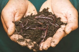worm-watch