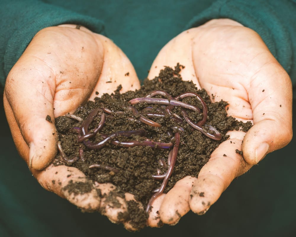 worm-watch