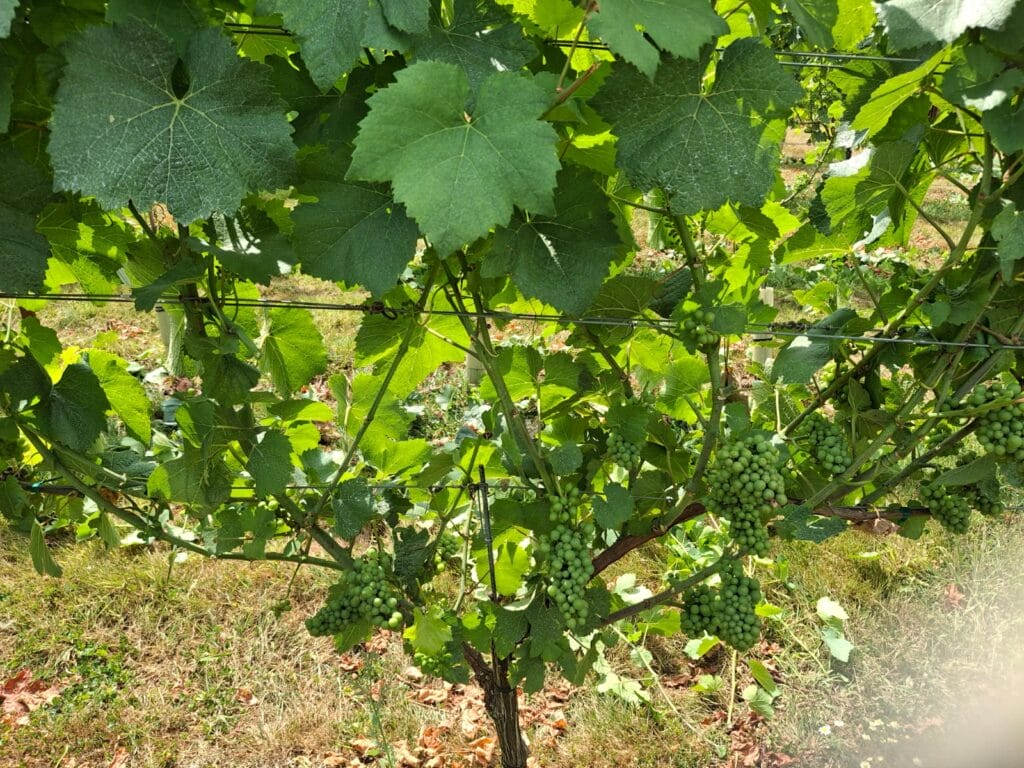 Leaf stripping